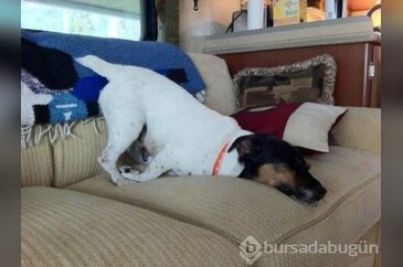 Uyuyan köpekler kırdı geçirdi
