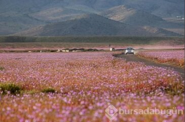 Yağmurlarla çiçek bahçesine dönen atacama çölünden 12 manzara