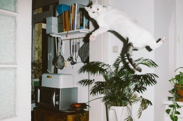 Kediler de uçabilir