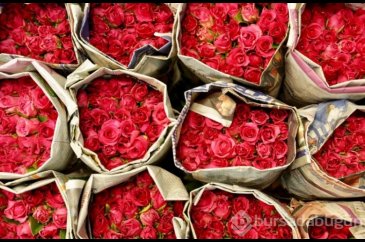 Sevgililer Günü'nün favorisi olan çiçeklerin anlamları