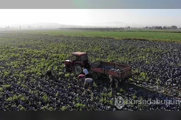 Bu sezon fındık, buğday, çeltik ve ayçiçeği Samsun'dan