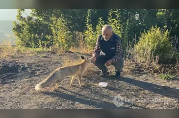 Eliyle beslediği tilki Maykıl can dostu oldu