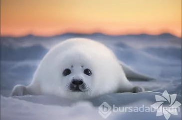 2022 yılının en iyi okyanus fotoğrafları