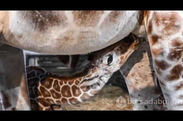 Wroclaw Hayvanat Bahçesi'nde yeni doğan camelopardalis zürafası
