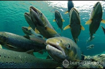 Seks hayatını renklendirmek: Somon balığı yöntemi