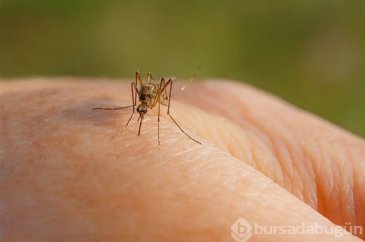 Yaz geldiğine göre sinek ısırıklarından nasıl korunabiliriz?