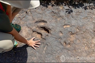 Dinozorların beslenme rutini: 200 milyon yıl...