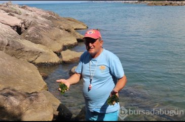 Japonlar Giresun'u rahat bırakın! Giresun'da...