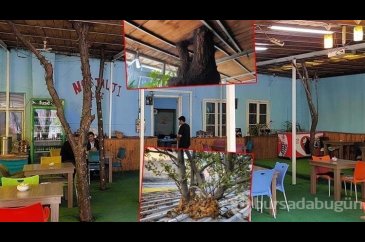 Meyve ağaçları, kafenin ortasında kaldı