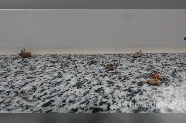 Böcek istilası! Uzmanlar uyardı: Sakın elinizi sürmeyin