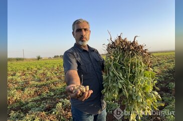 Şanlıurfa'da yeni dönem ! Pamuk yerini yer fıstığına bırakıyor
