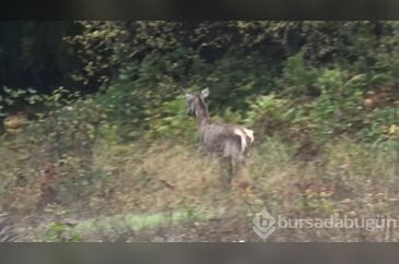 Bursa'da doğaya dönüş: 3 kızıl geyik yeniden özgür yaşam alanında