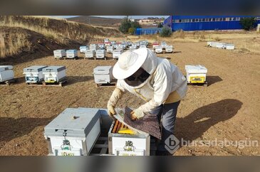 Arıcılığa yeni başladı, doğada saf bal üretiyor