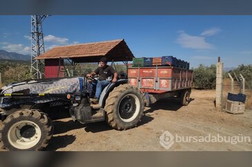 Sofralık zeytinde bereketli hasat: Tarlada kilogram fiyatı 55 TL'ye...