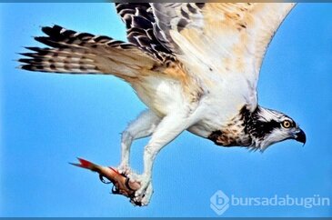 Türkiye'de nadir görülüyordu! Bursa'da görüntülendi...