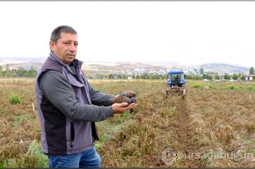 'Akademik' patateslerin hasadı başladı