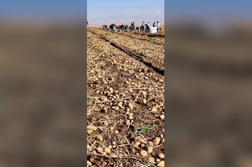 Patnos'ta patates hasadı tamamlandı: 500 Dönüm araziden bin 650 ton...