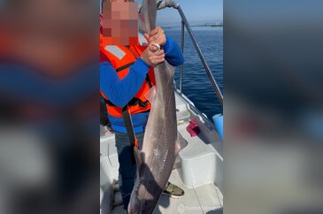 Trabzon kıyılarında köpek balığı hareketliliği arttı