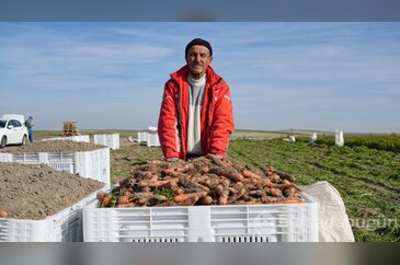 Beypazarı'nda hummalı havuç mesaisi başladı: Dönüme 10 ton ürün bek...