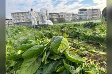 Ata tohumundan ilaç kullanılmadan üretiliyor, Kent Lokantası'ndaki ...