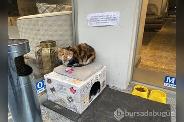 Dükkan önündeki kedi için asılan ilginç not dikkat çekti: "Dilenci ...