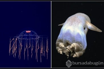 Denizin derinliklerinde yaşayan en ilginç 10...