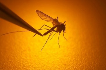 İklim krizi sebebiyle sivrisinek kaynaklı ha...
