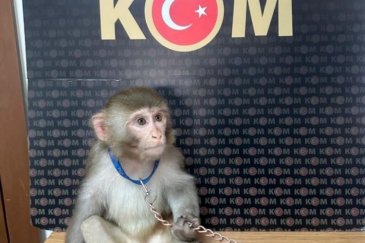 Timsah, yılan, maymun, kuş... İstanbul'da ka...