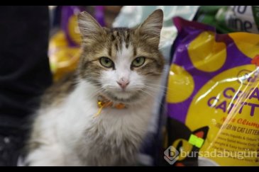 "Yedi Bela Hüsnü" lakaplı fenomen kedi mahal...