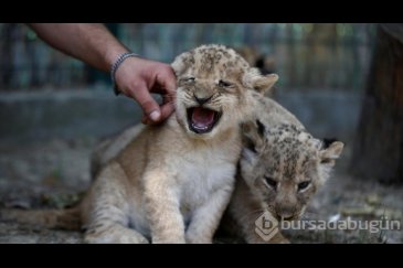 Antalya'da dünyaya gelen üç aslan yavrusuna ...