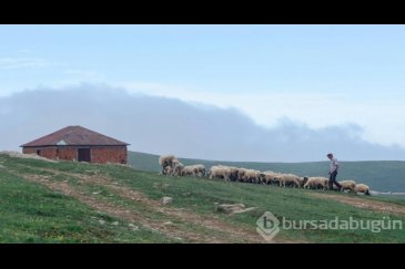 Diyarbakır'da çoban maaşları 80 bin liraya u...