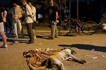 İzmir'de ölen 6 köpeğin tarım ilacıyla zehir...