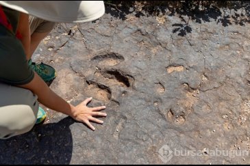 Dinozorların beslenme rutini: 200 milyon yıl...