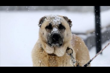 Dünyanın en güçlü çene basıncına sahip köpek...