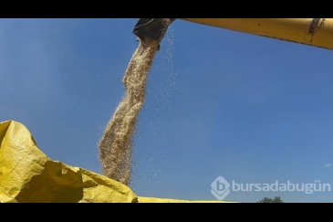 Ata tohumunda hasat başladı