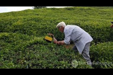 Çay üreticisine kötü haber!