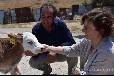 Veteriner çift buzağılarına tanıdık isimleri...