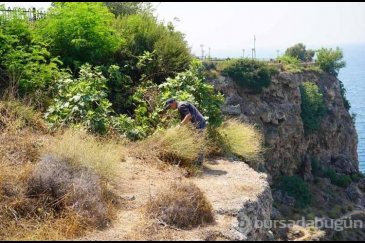 Antalya'da bulunan Lara gelini bitkisi de ya...