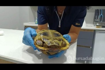 Yangında sadece ağaçlar değil hayvanlarda za...