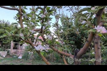 Ağustos ayında elma ağacı çiçek açtı