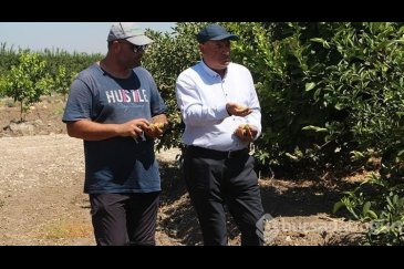Adana'da aşırı sıcaklar ve poyraz limonu yaktı