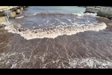 Tekirdağ'da deniz, kızıl yosunlar sebebiyle ...