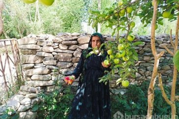 Yüksekova'da ekşi elma mesaisi
