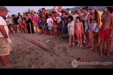 Kuşadası'nda caretta caretta yavruları deniz...