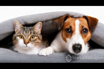 Kediye benzeyen 10 köpek ırkı