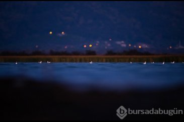 Bursa'da göç başladı! Çeşitlilik artıyor...