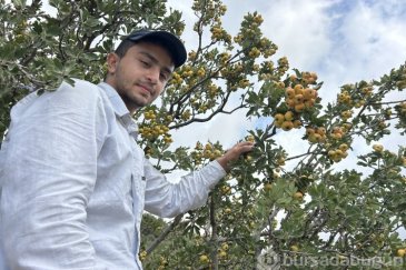 Şifa deposu alıçta hasat başladı