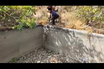 Sulama havuzuna düşen domuzu itfaiye kurtardı