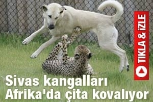 KANGALLAR &Ccedil;İTALARI KOVALIYOR