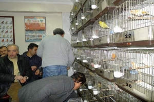 ŞAMPİYON KUŞLAR YARIŞACAK